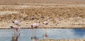 Pink flamingos. Pink flamingos group walking and drinking water inside a salt lagoon in the `Salar de AtacamaÃ¢â¬Â